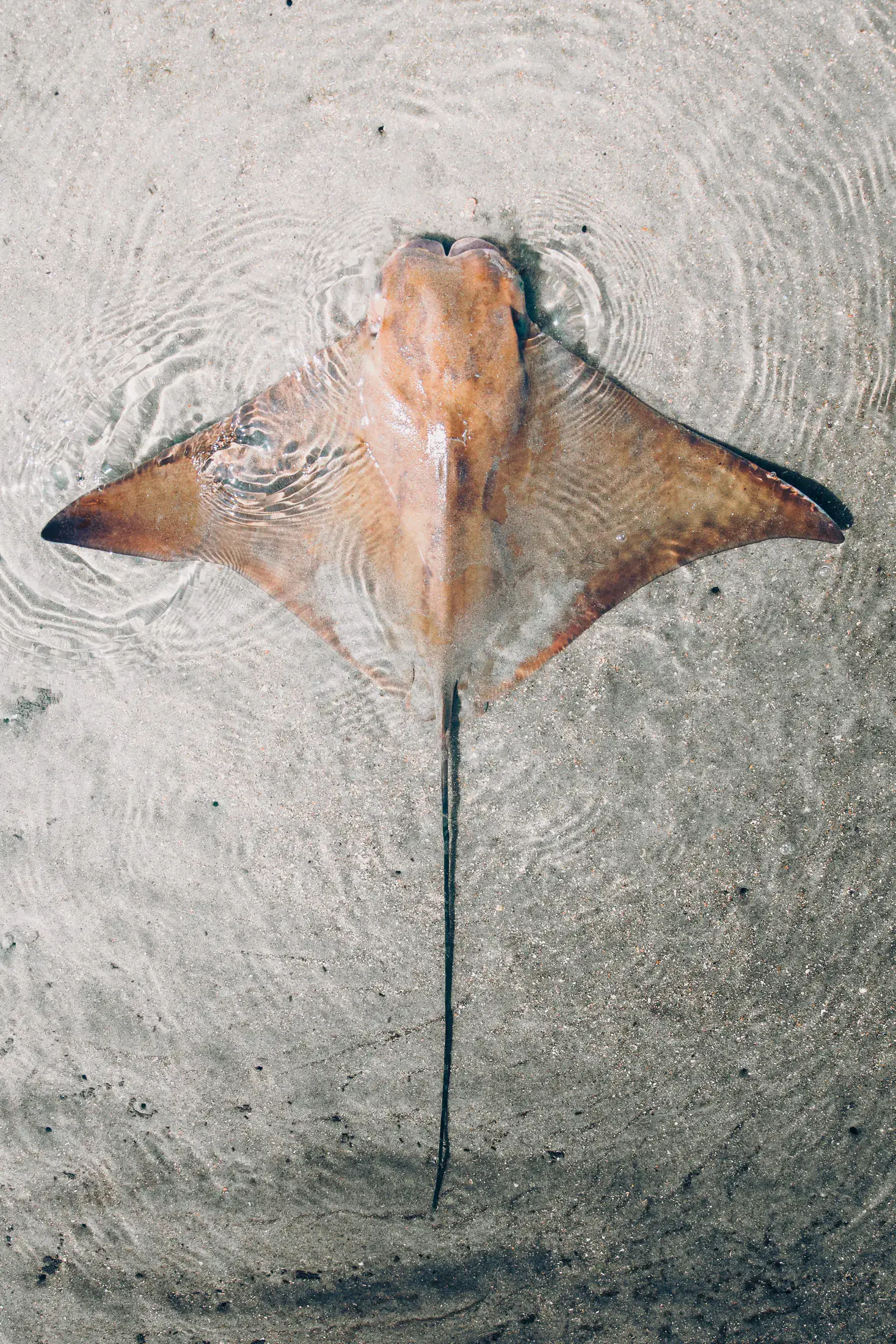 Belize travel scene featuring Marine & Dive Hazards