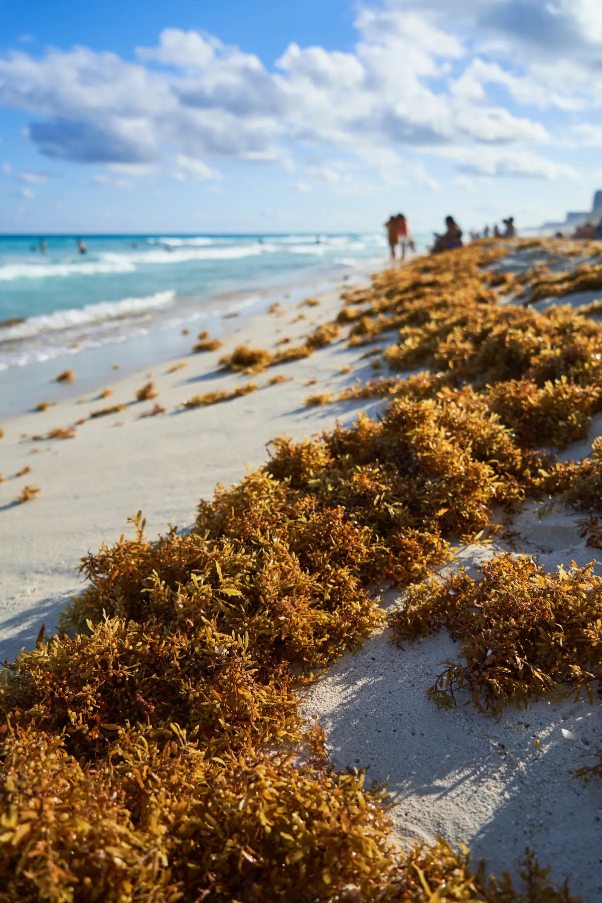 Seasonal calendar showing sargassum patterns by month in Belize