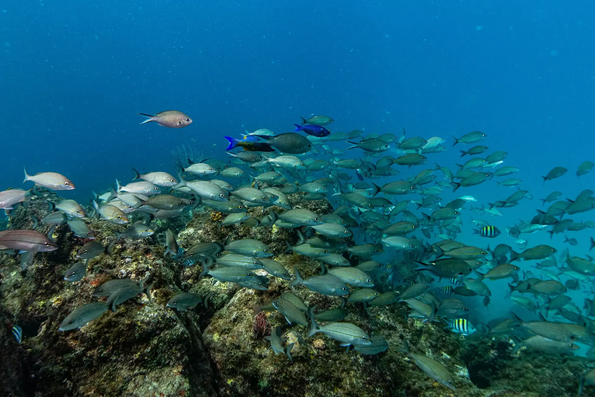 School of tropical fish over the Belize Barrier Reef