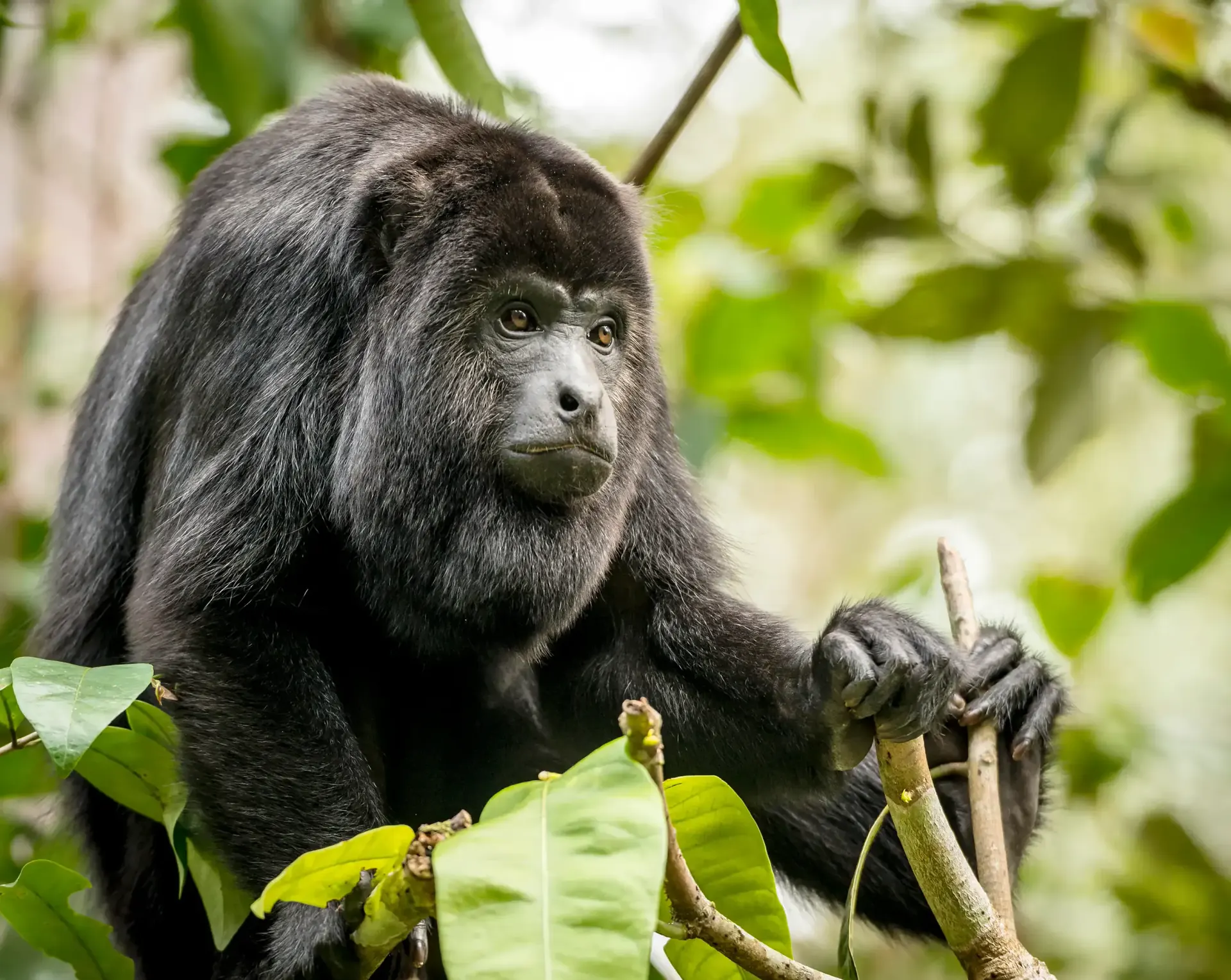 A howler monkey in a tree