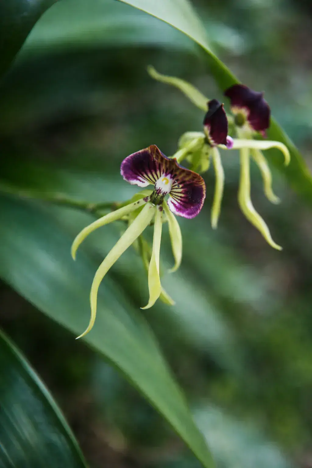 Belize's national flower, the Black Orchid