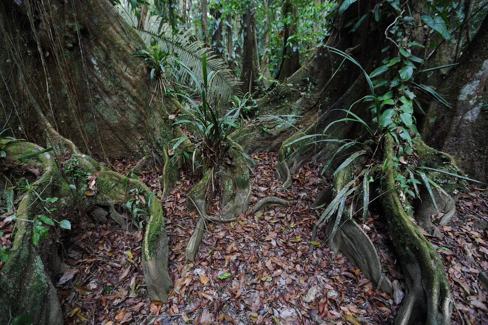 Buttress-rooted rainforest trees on the forest floor inside Cockscomb Basin Wildlife Sanctuary, Belize