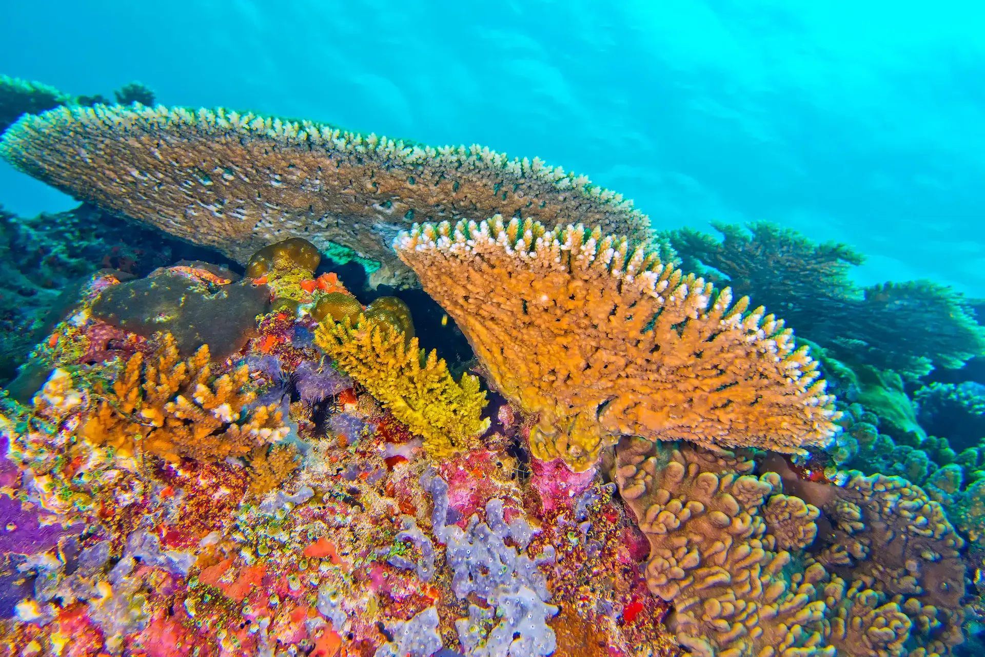 Coral formations and tropical fish on the Belize Barrier Reef