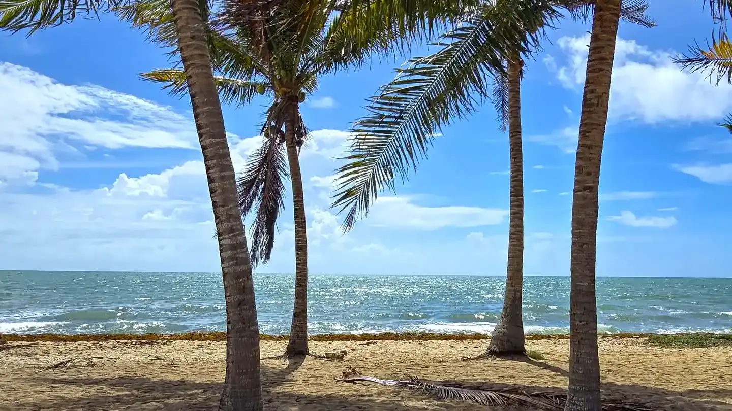 Coconut palms leaning over the sand and turquoise water at Hopkins