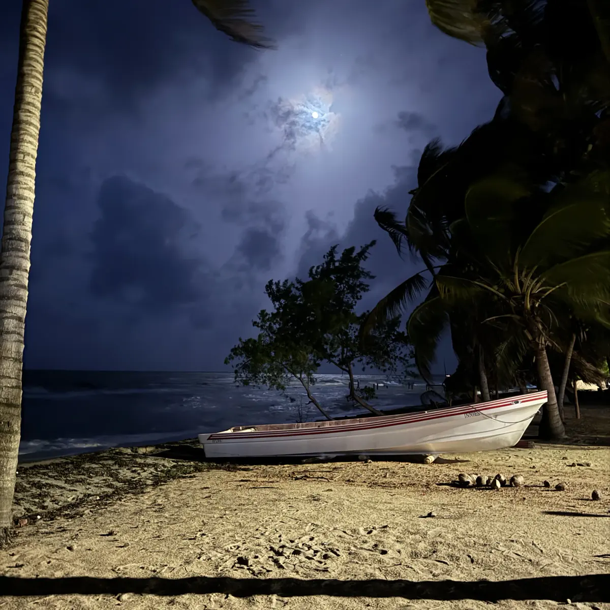 A fishing boat resting on Hopkins beach beneath palm trees and a moonlit sky