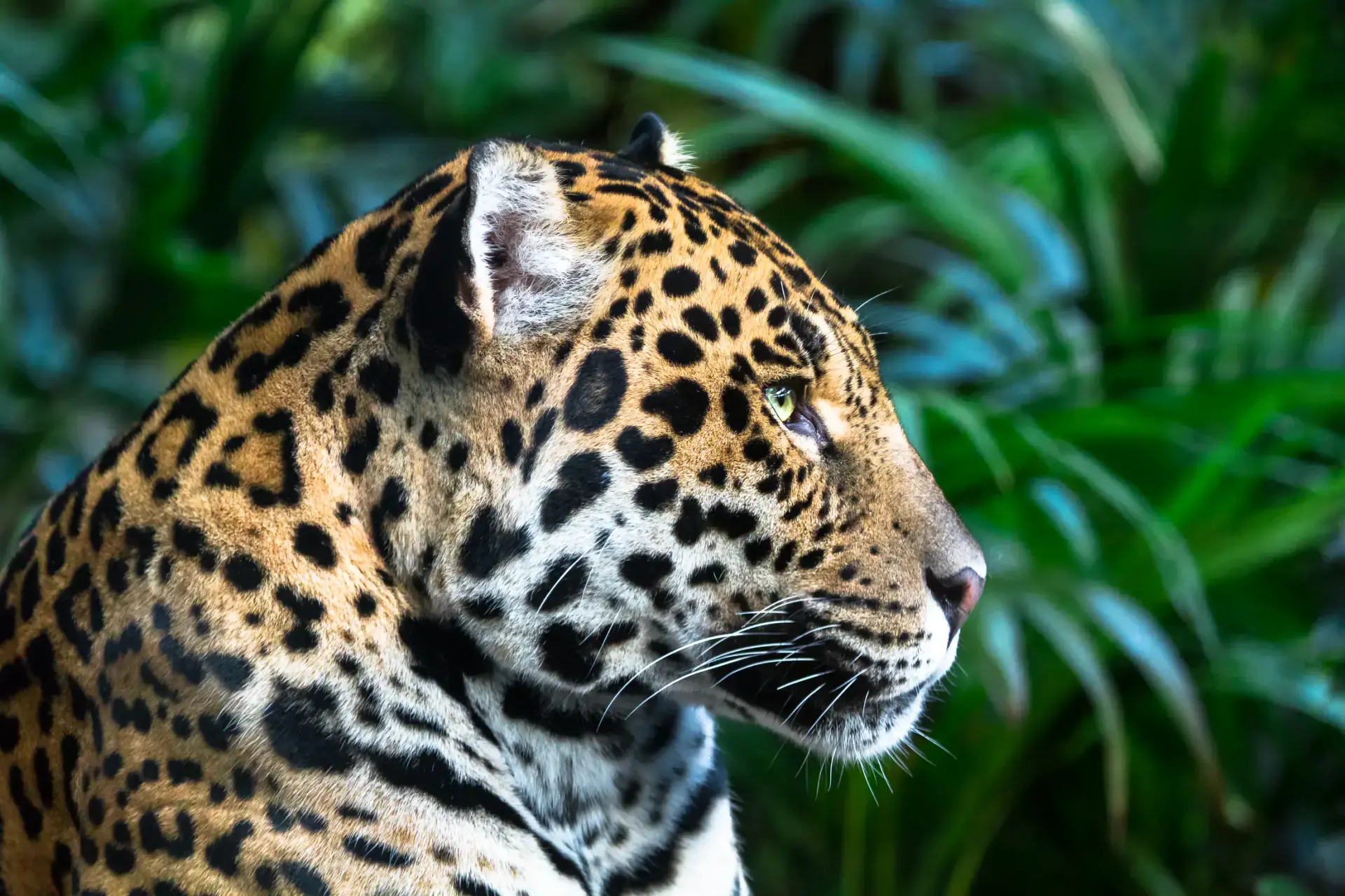 Belize travel scene featuring Wild encounters across Rainforests & Jungles