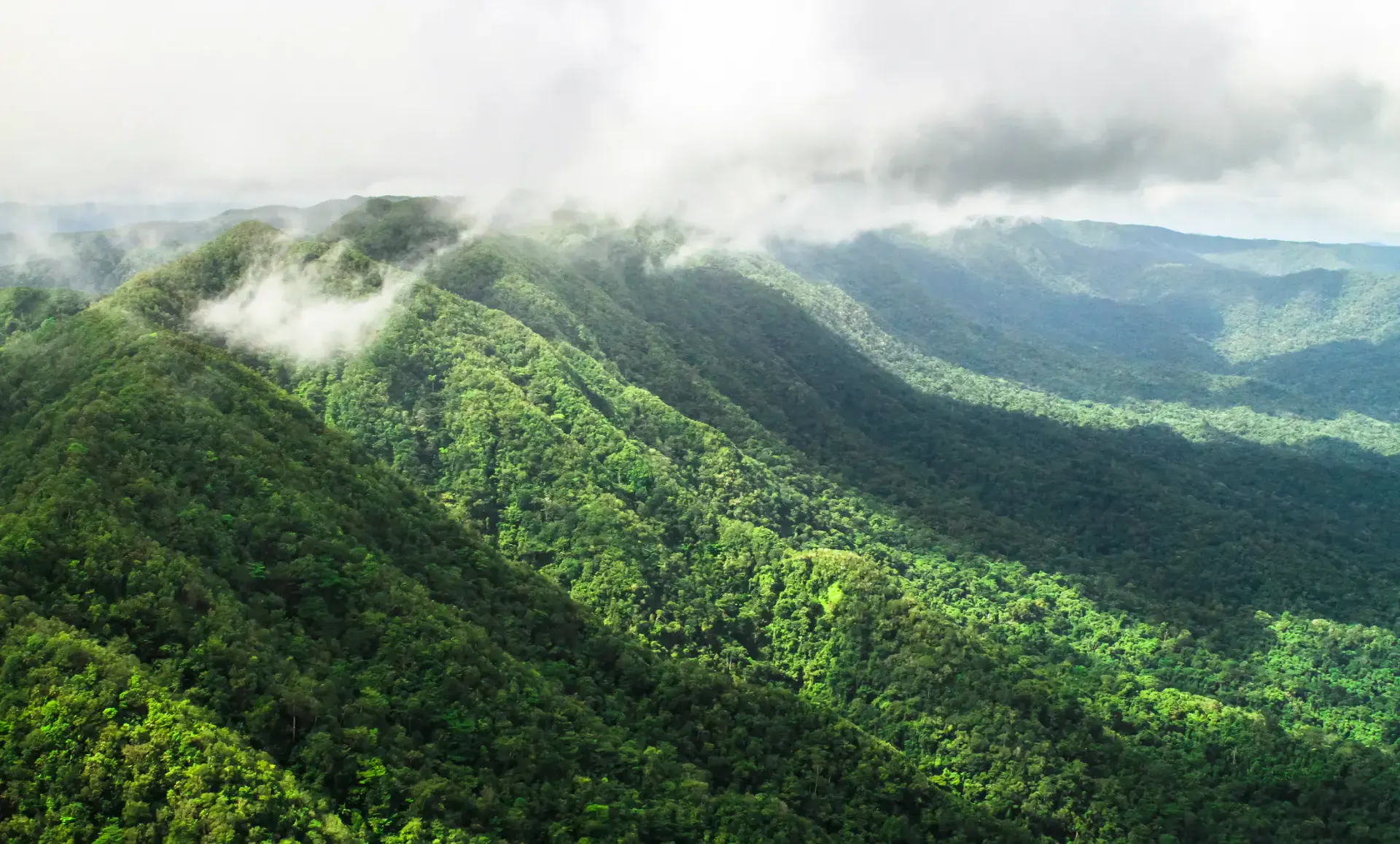 Aerial view of rainforest canopy and river winding through western Belize