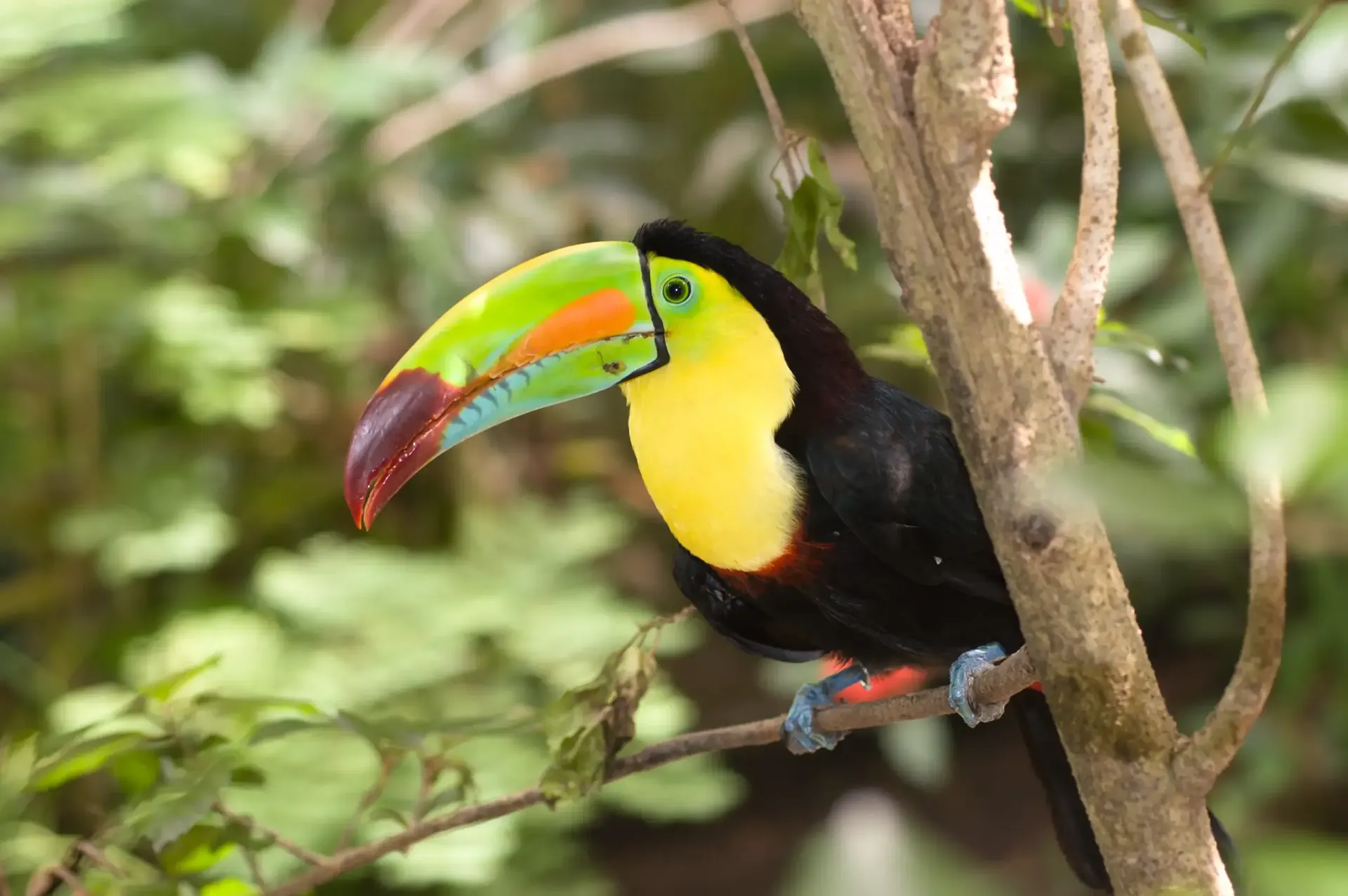 Toucan perched among bright green foliage in Belize
