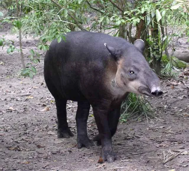 Baird's Tapir, the national animal of Belize, also known as the mountain cow, in the rainforest