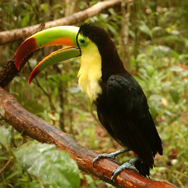 Keel-billed Toucan, the national bird of Belize, perched on a branch with its rainbow-colored bill