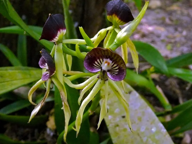 Black Orchid, the national flower of Belize, with dark purple and green petals