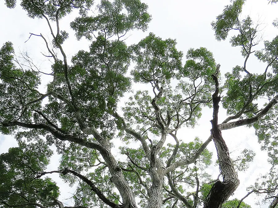 Mahogany tree (Swietenia macrophylla), the national tree of Belize, with a tall trunk and spreading green canopy