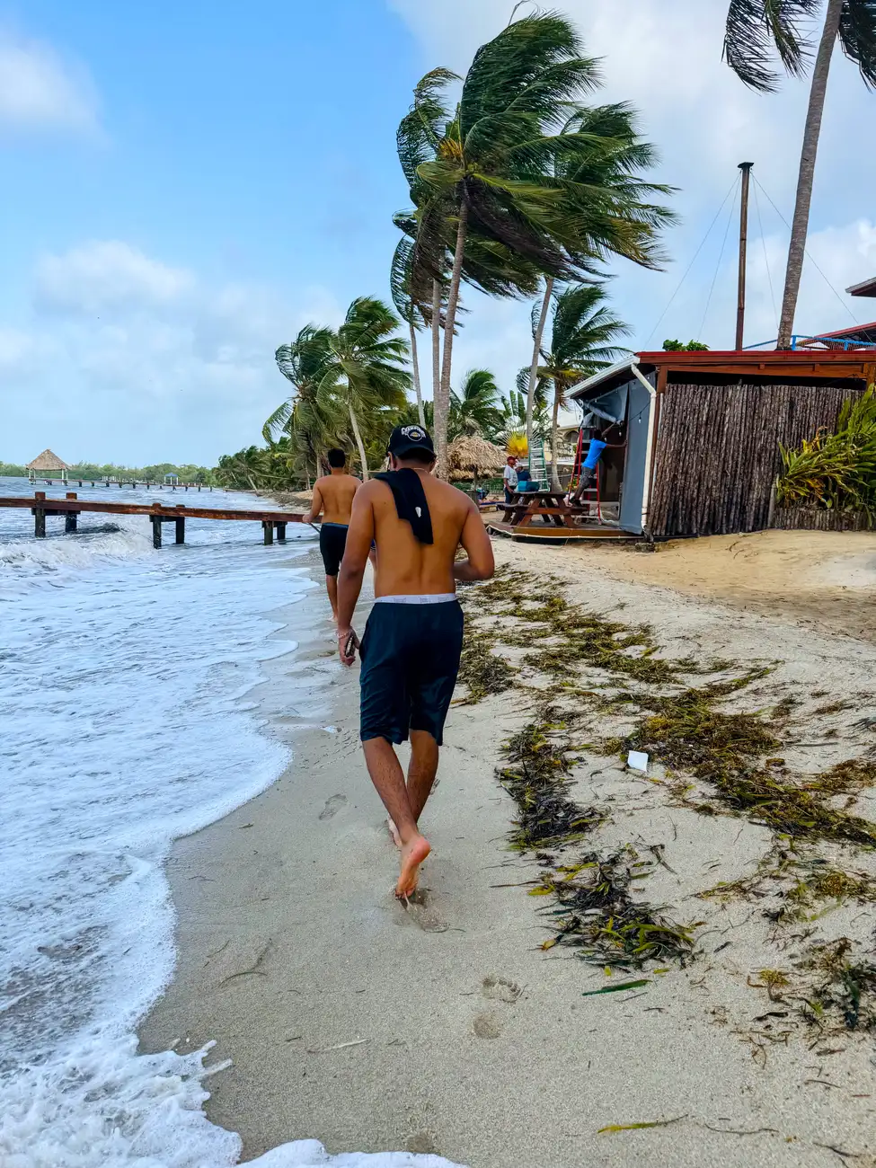 sargassum in hopkins