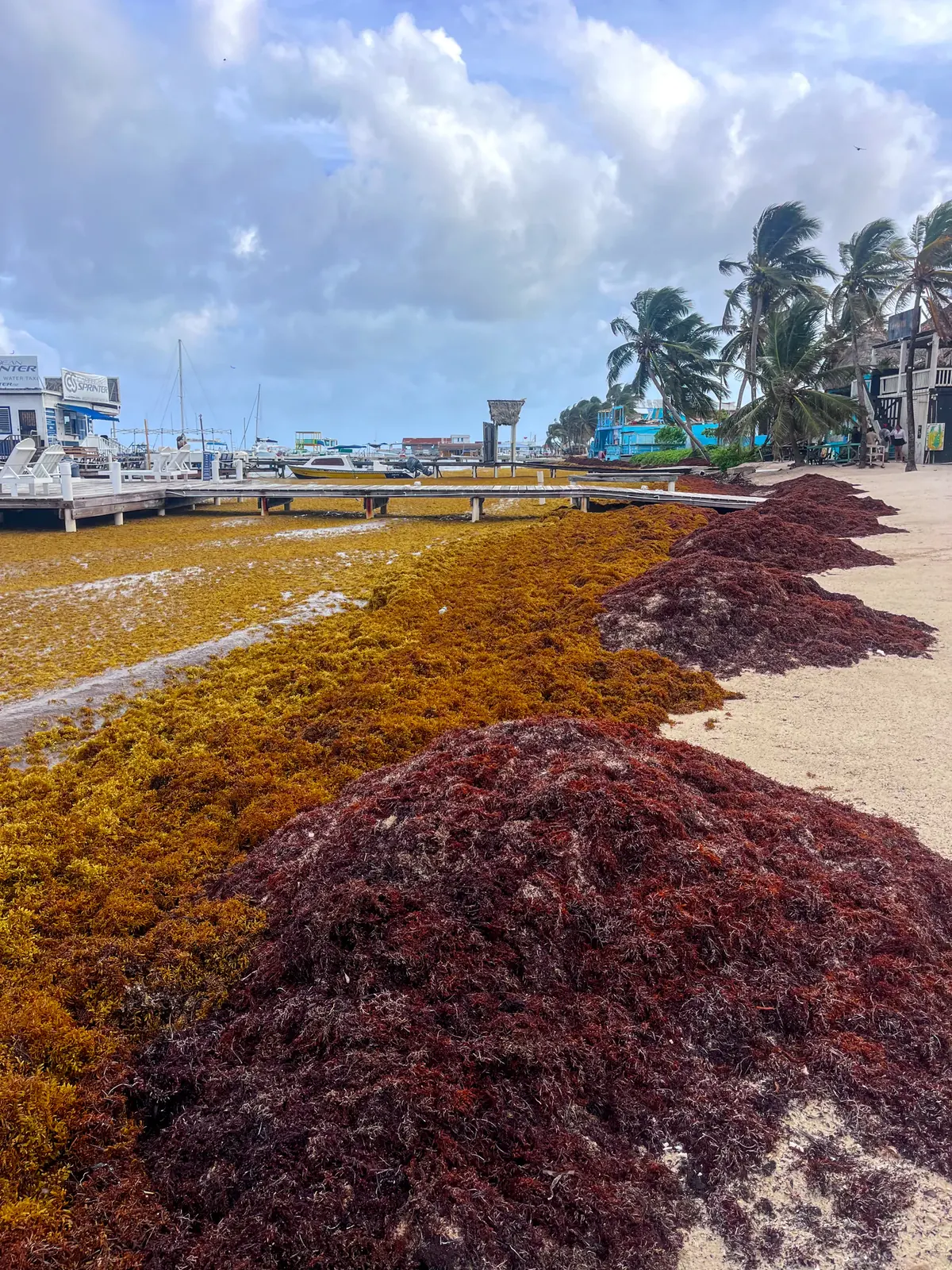 Mounds of red-brown sargassum piled along a Belize waterfront beside a pier