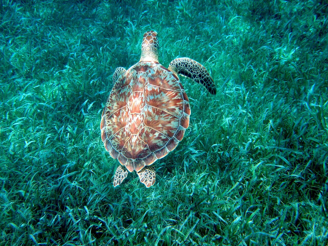 Green sea turtle gliding over seagrass in Hol Chan Marine Reserve, Belize