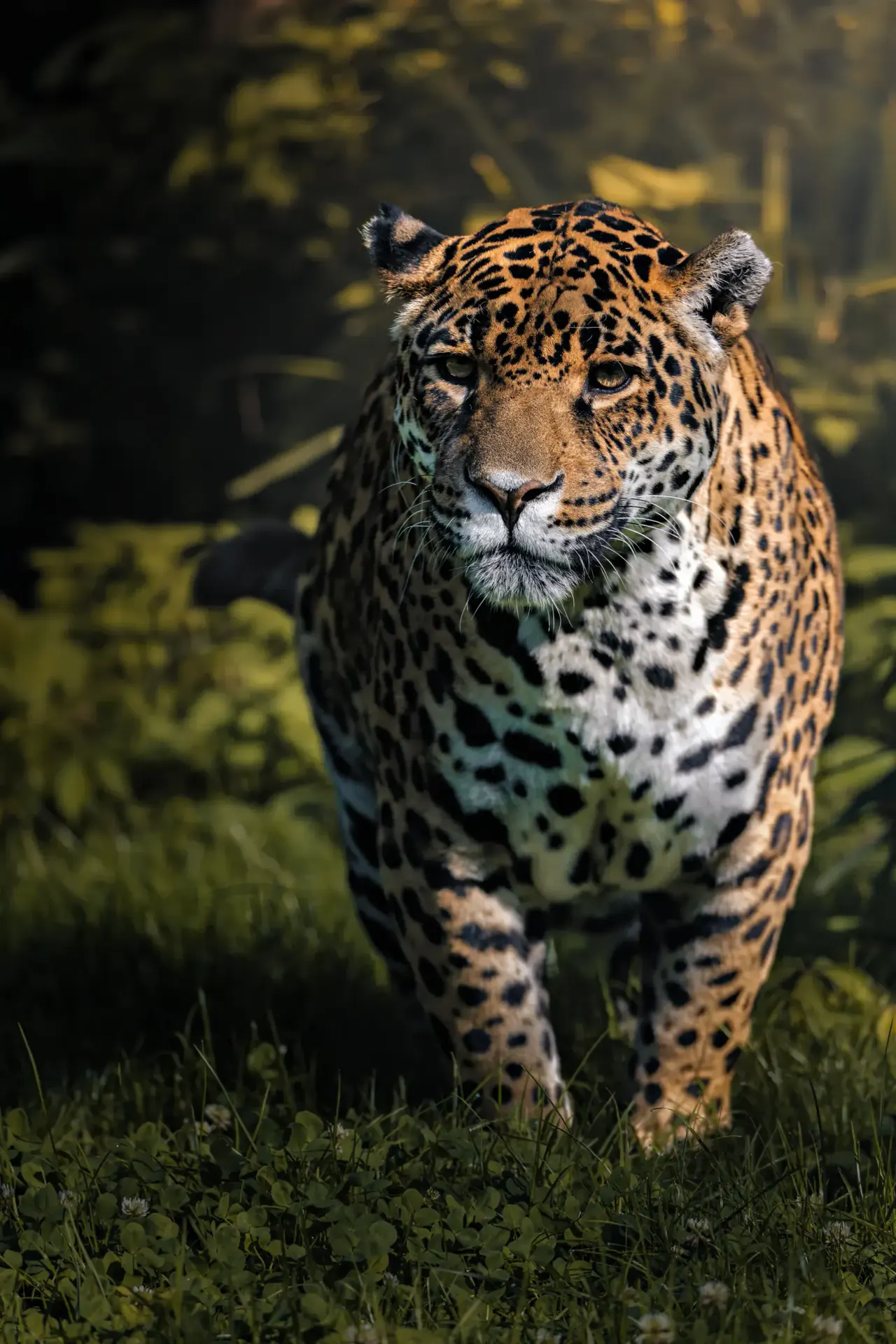A jaguar walking in the Belize jungle