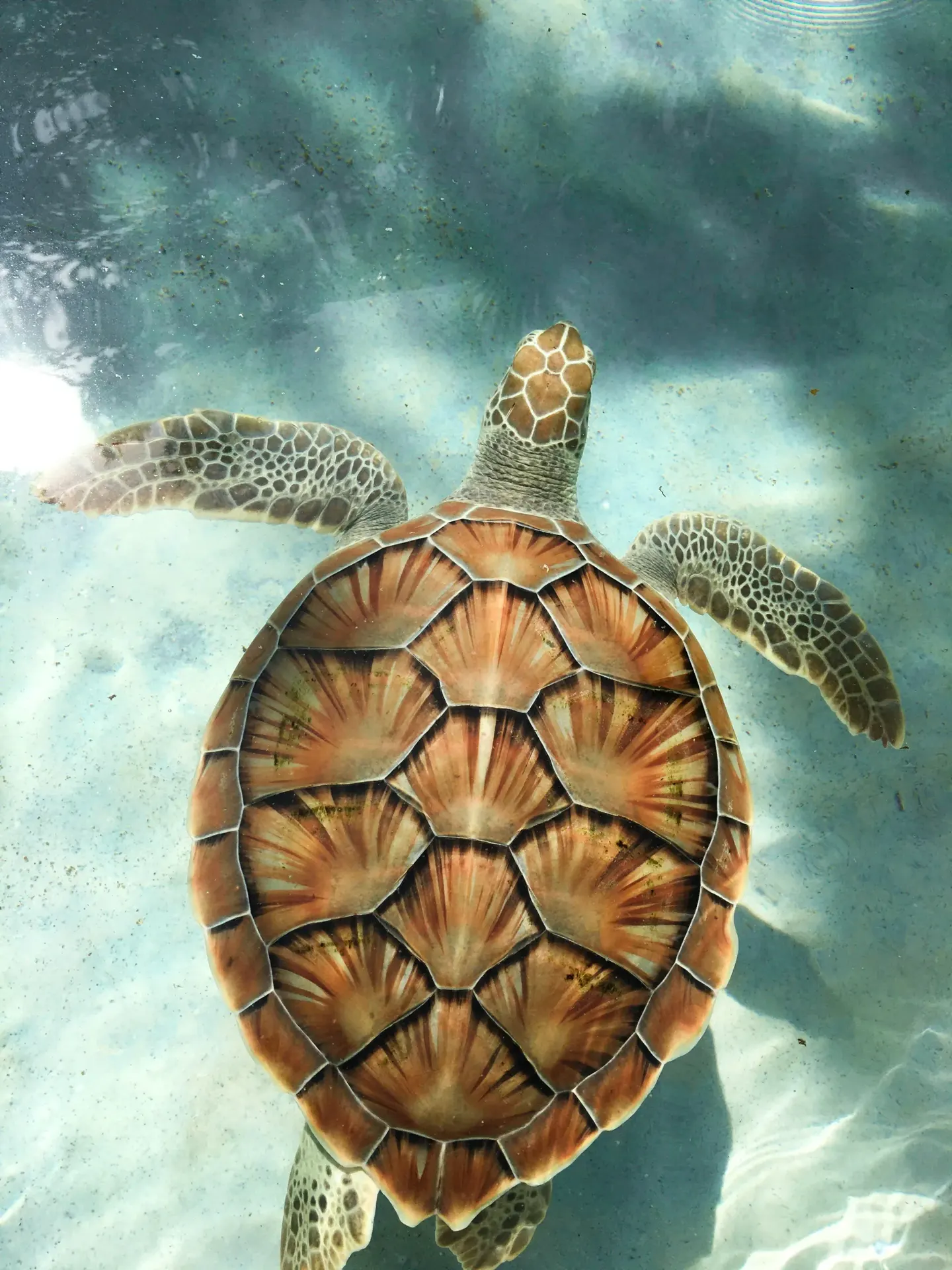 Belize travel scene featuring Reef-Edge Snorkel