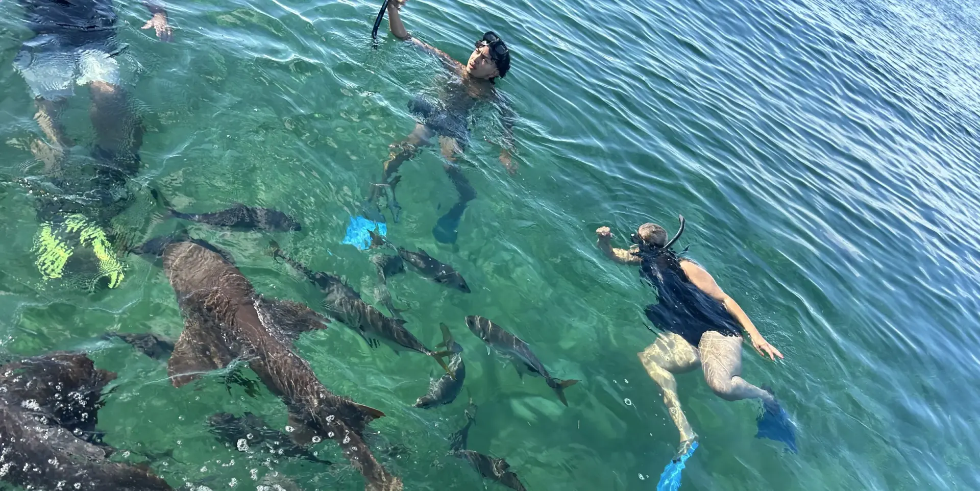 Snorkelers swimming beside nurse sharks and reef fish in clear green water off Ambergris Caye