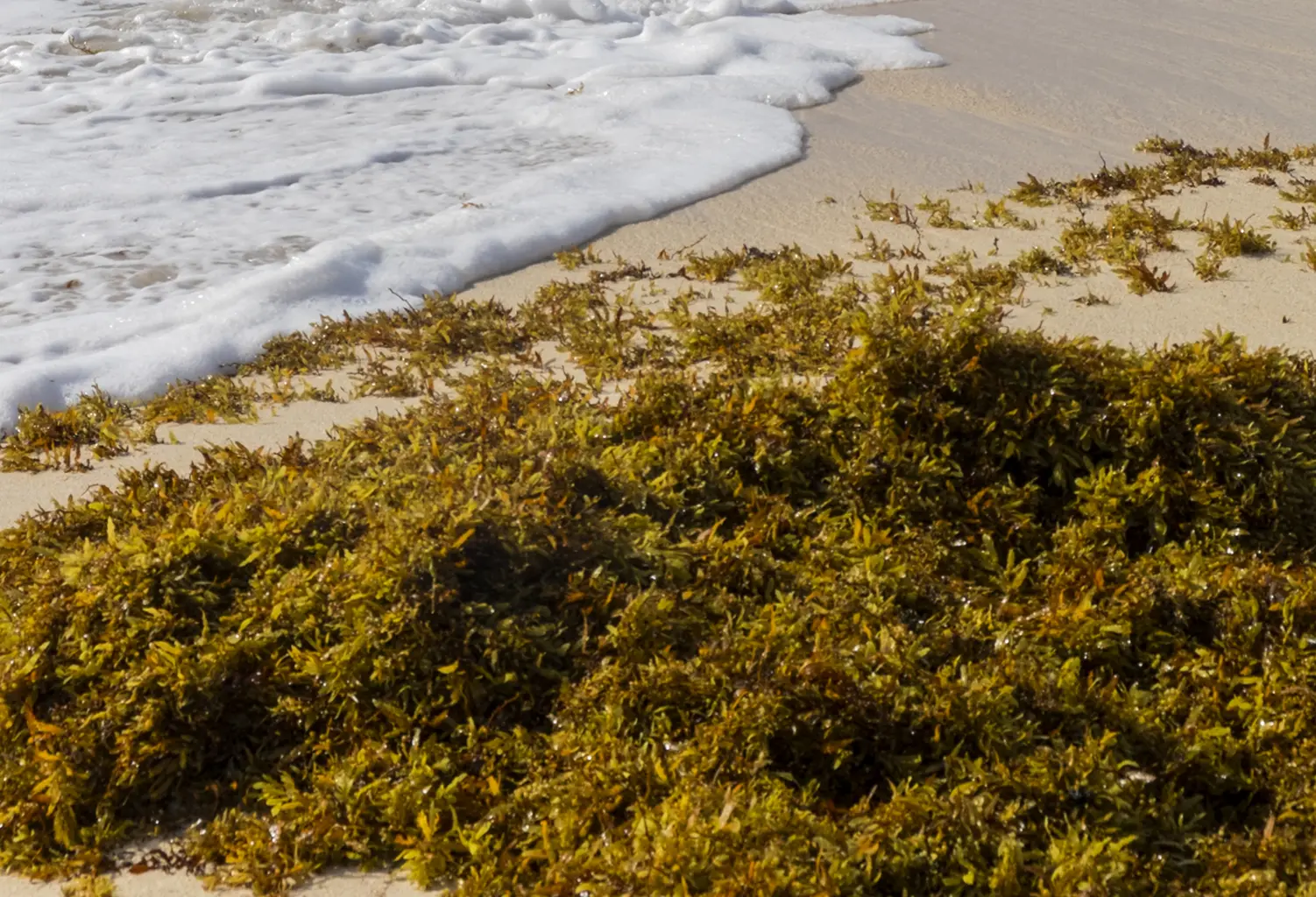 Sargassum seaweed washed onto a sandy Caribbean beach
