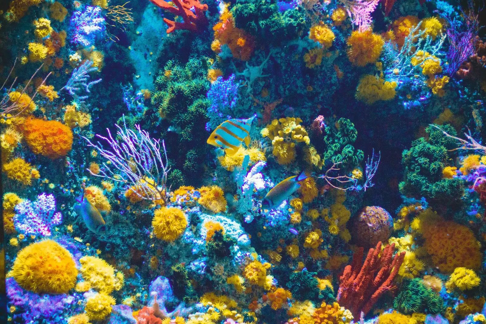 Underwater reef fish in clear blue water in Belize