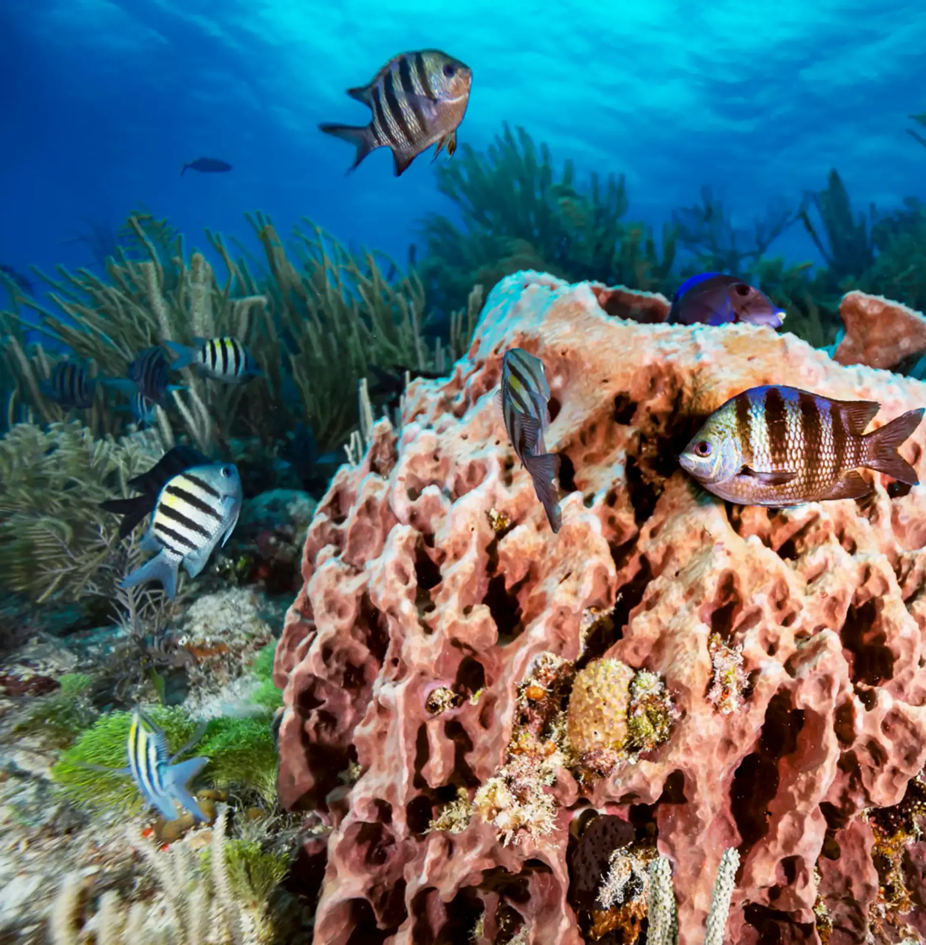 Belize travel scene featuring Reef-Edge Snorkel