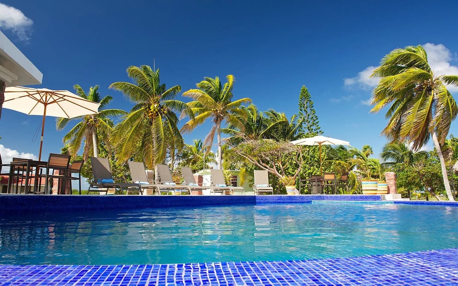 Oceanside pool deck at Blackbird Caye Resort surrounded by palm trees
