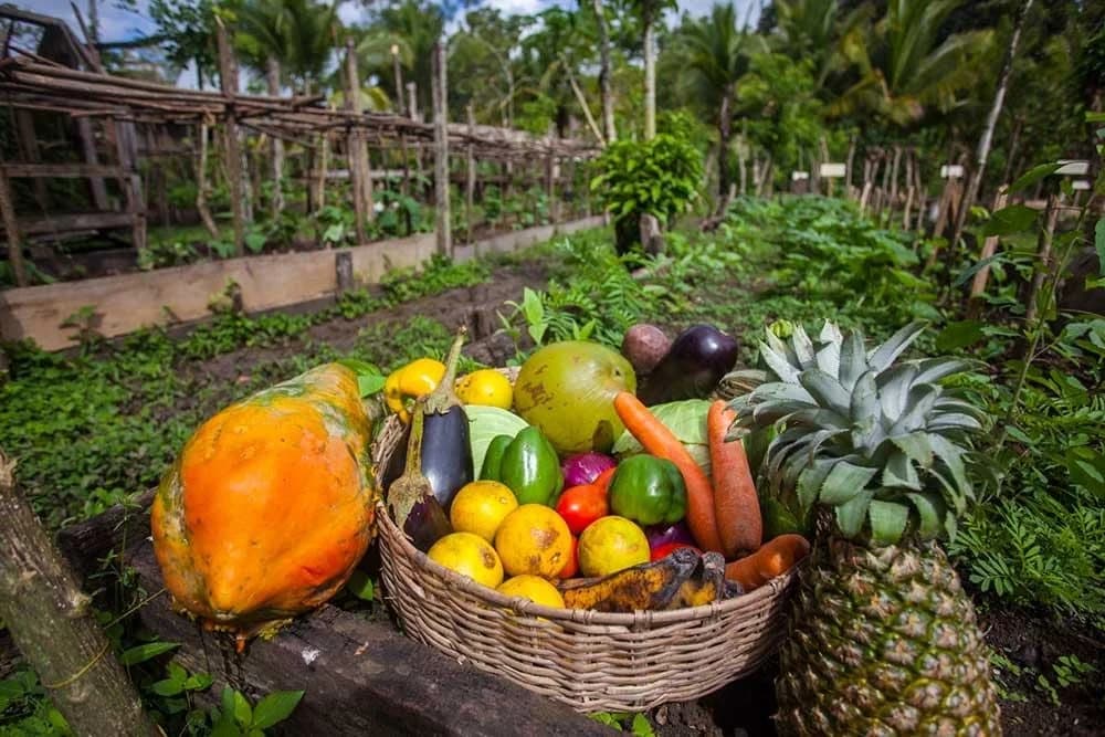 Organic farm to table garden and fruit trees grown on site at Cotton Tree Lodge, Belize