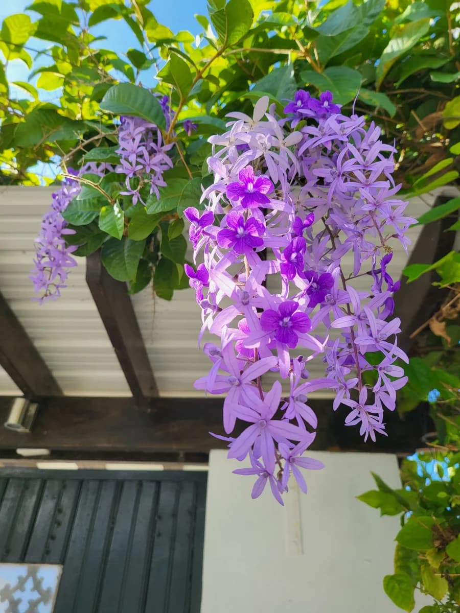 Villa Boscardi flower