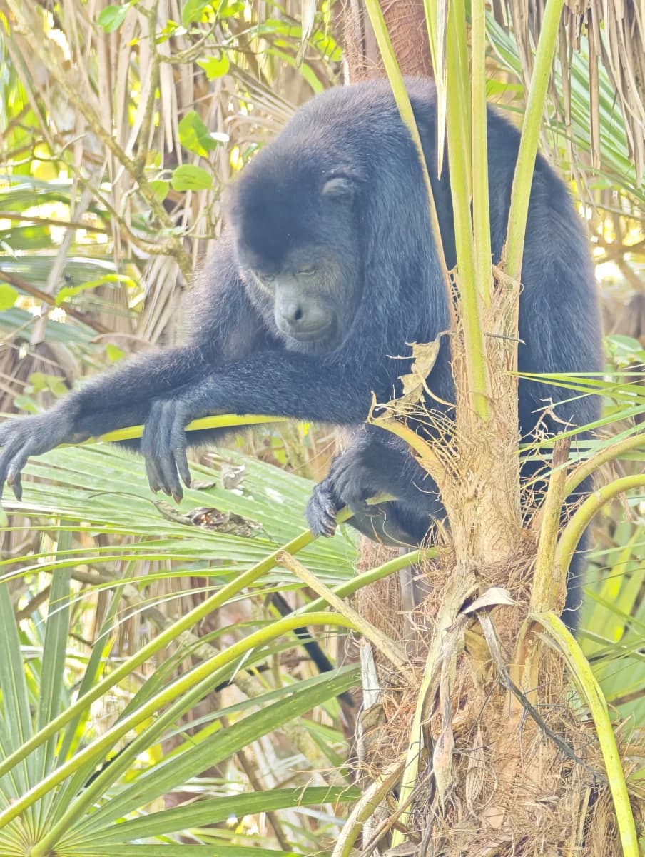Black Orchid- Howler Monkey