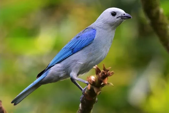 Blue-gray tanager spotted on a birding tour at Tanager Rainforest Lodge