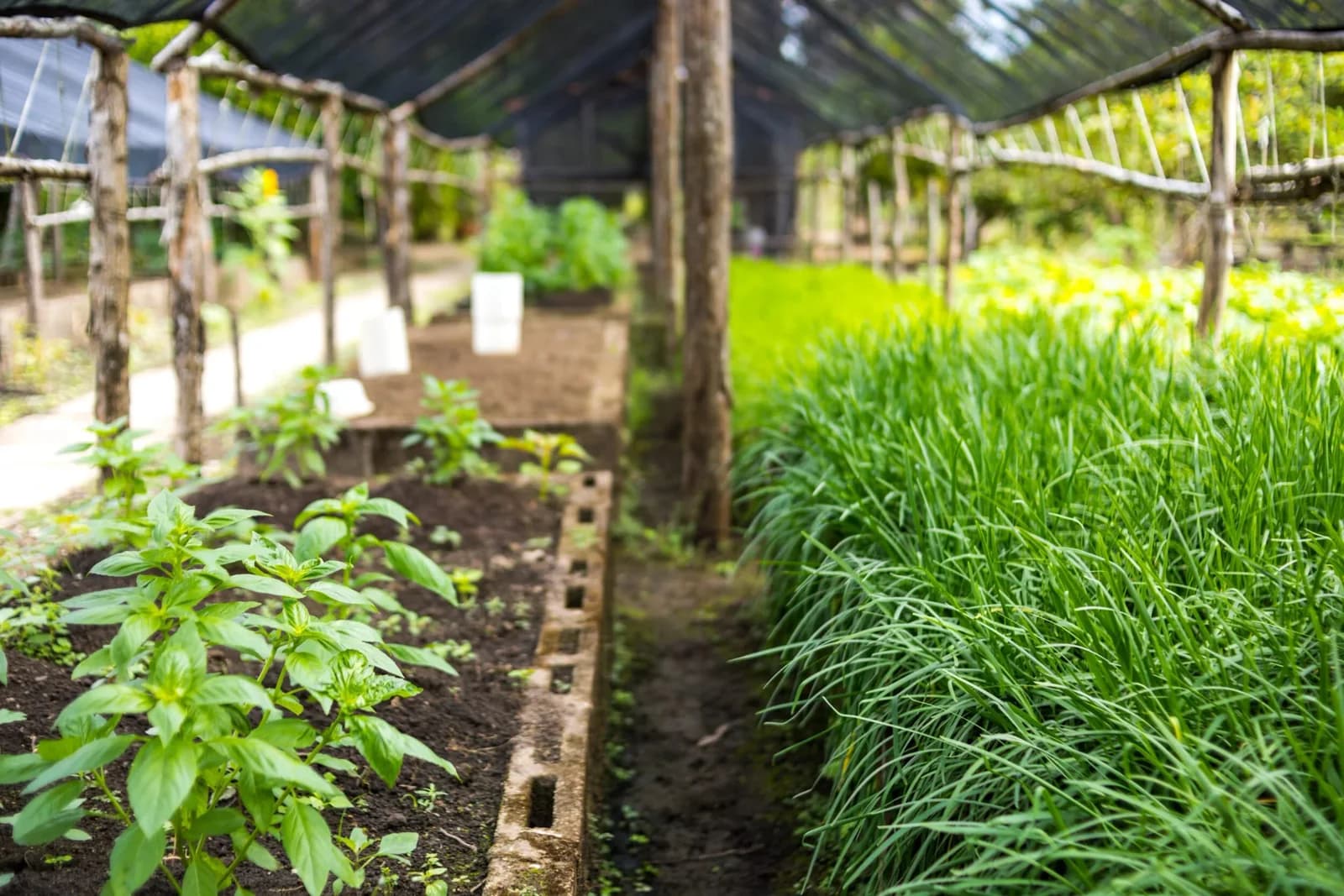 On-site organic garden that supplies The Placencia Resort's kitchen, Belize