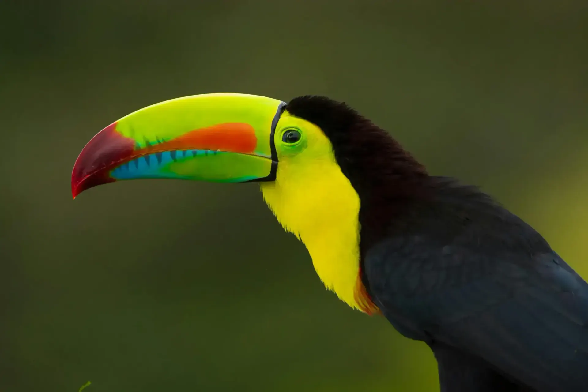 Belize travel scene featuring Dining & Cuisine planning guide in Belize